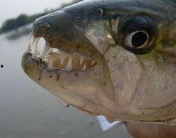 热点爆料鱼儿的视频,热点爆料视频带你探秘水下世界  第2张