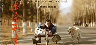 忠爱无言 在线观看,感人至深的动物情感故事  第2张