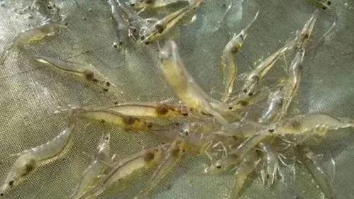 养殖对虾爆料怎么做视频,视频制作攻略全解析  第3张